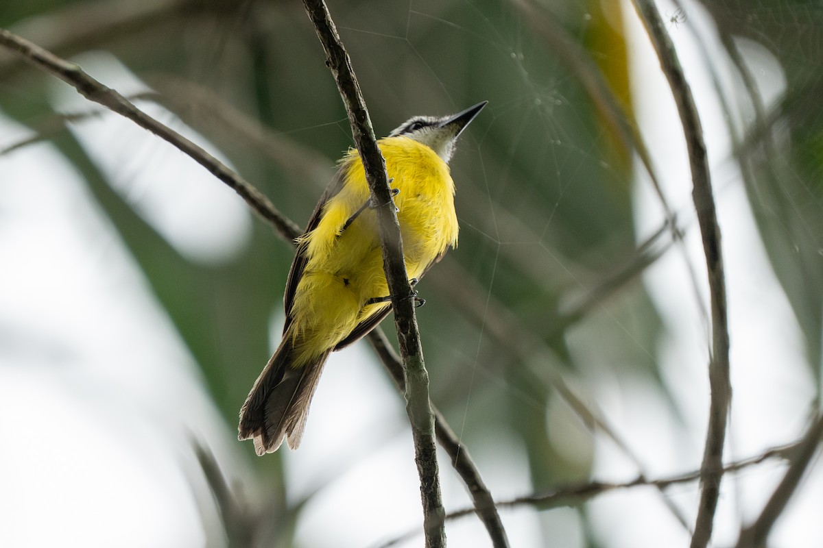 Lesser Kiskadee - ML622073196