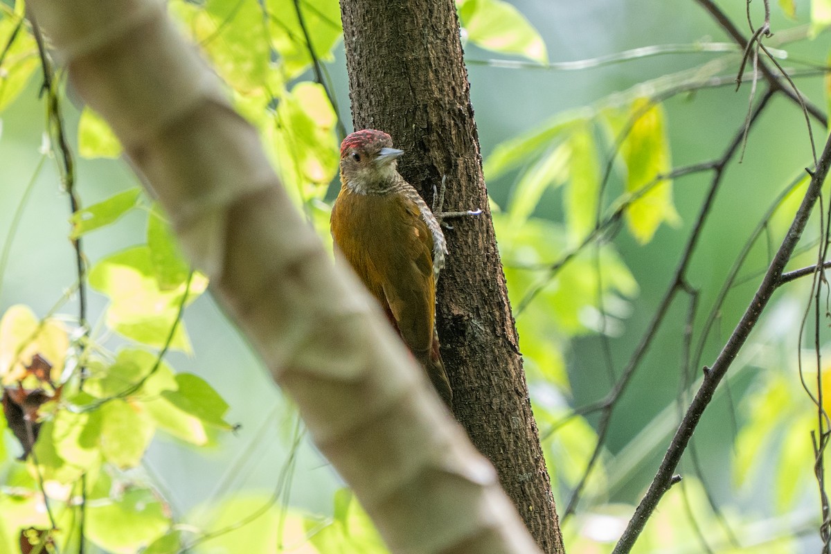 Red-rumped Woodpecker - ML622073211