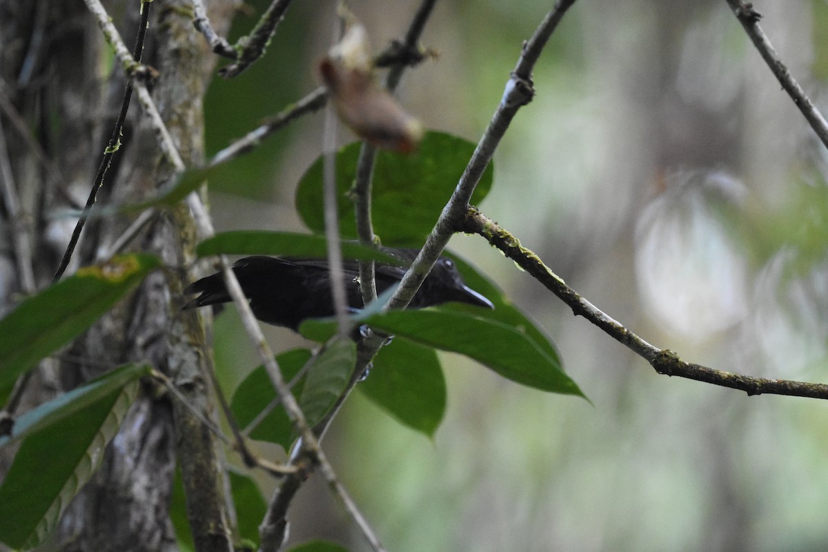 Black-hooded Antshrike - ML622073260