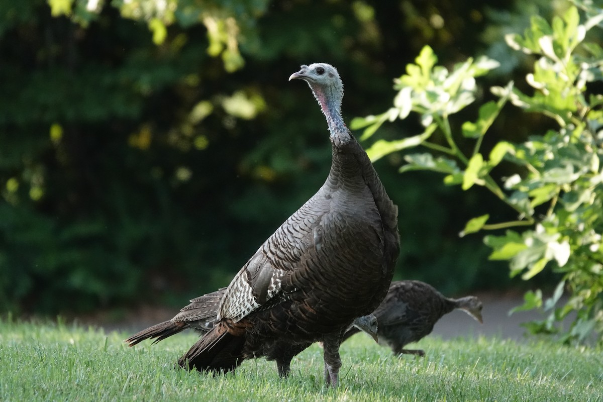 Wild Turkey - ML622073266