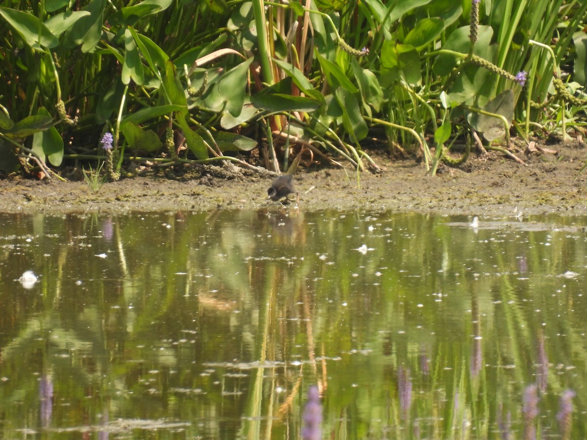 Virginia Rail - John McKay