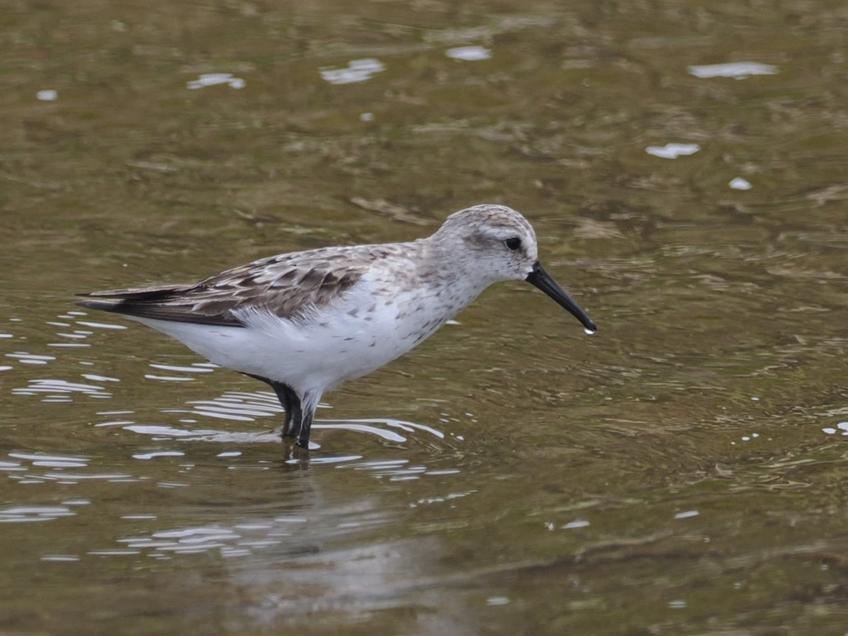 Bergstrandläufer - ML622073276