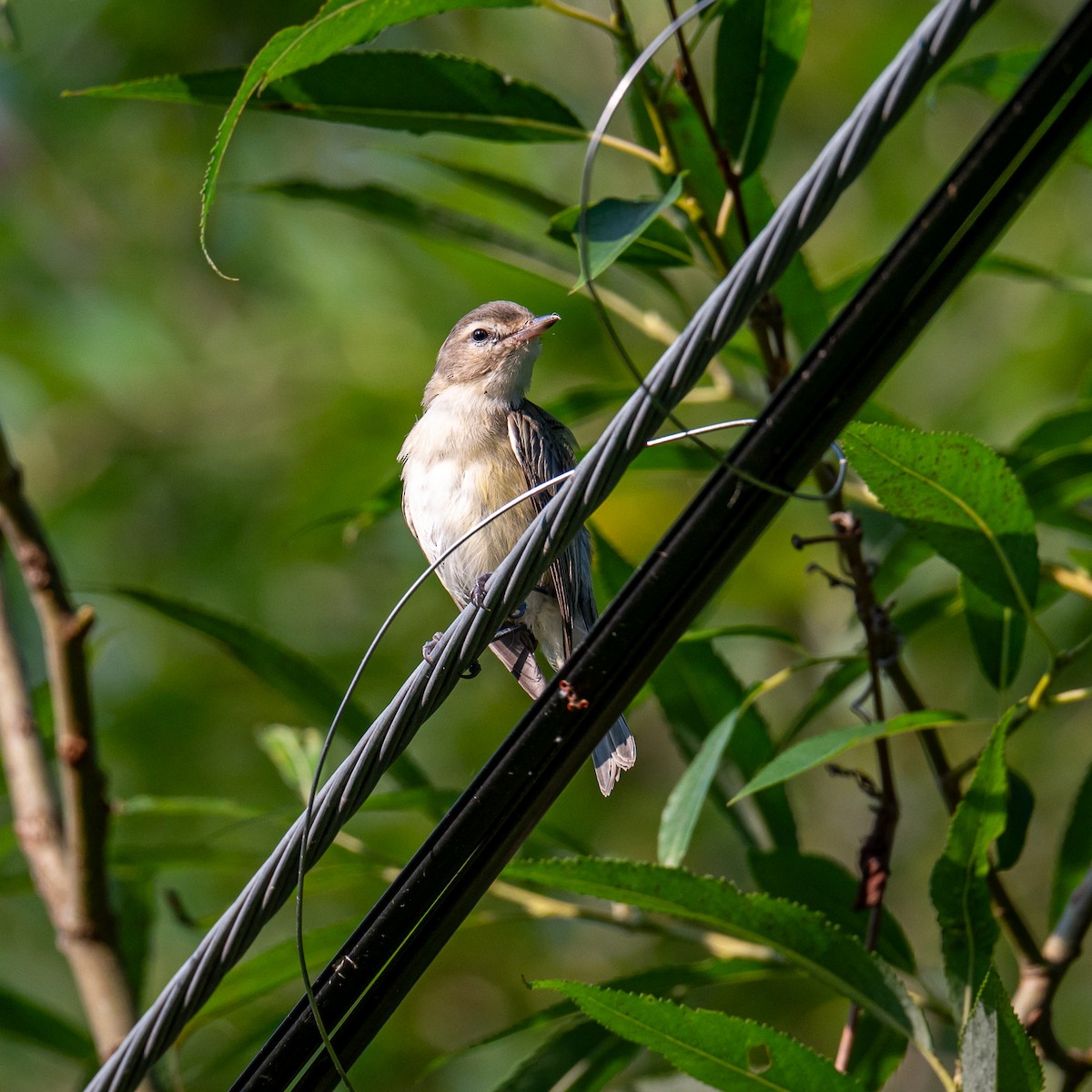 Sängervireo - ML622073285