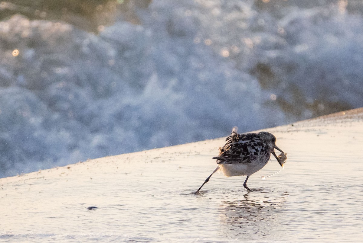 Sanderling - ML622073289