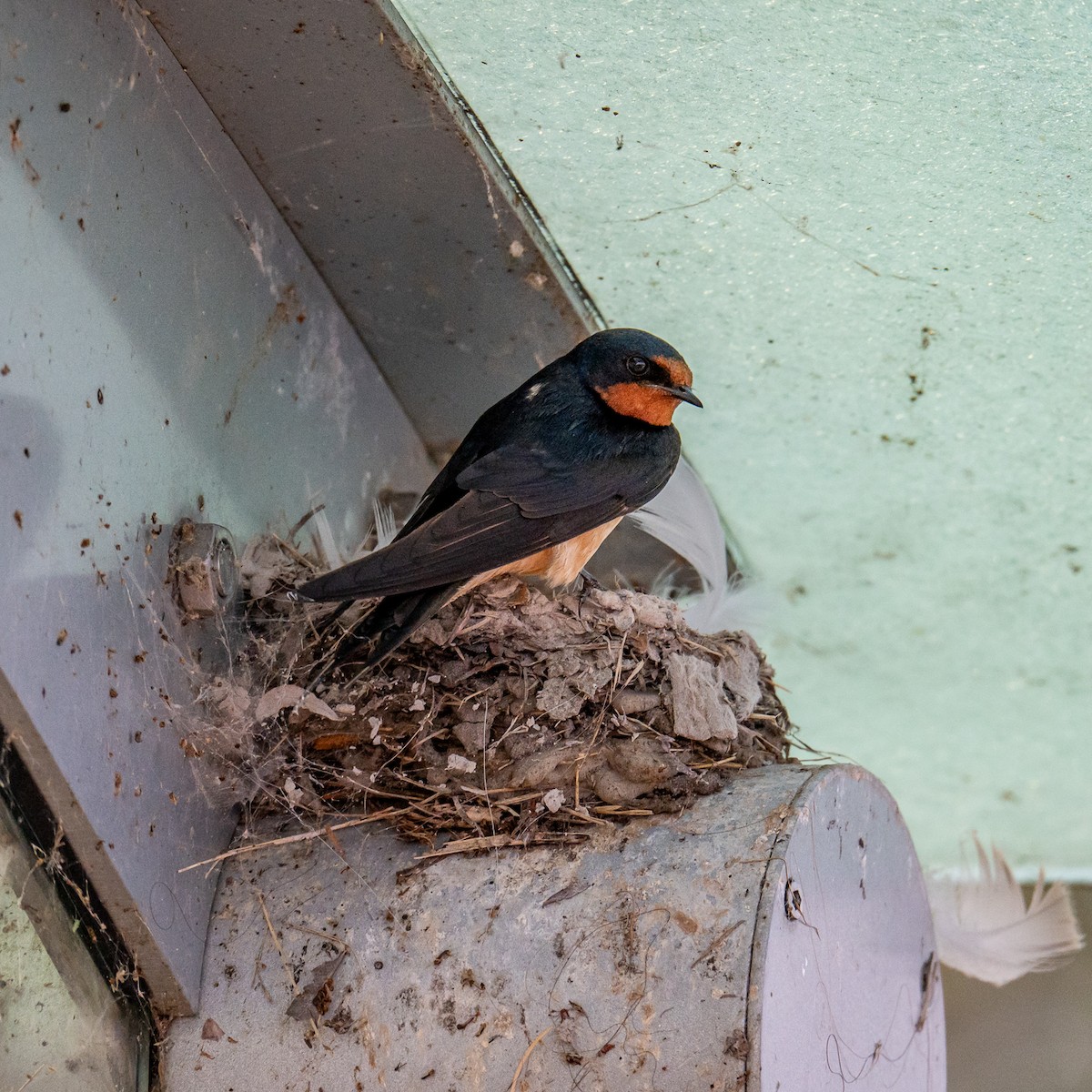 Barn Swallow - Sandy G.