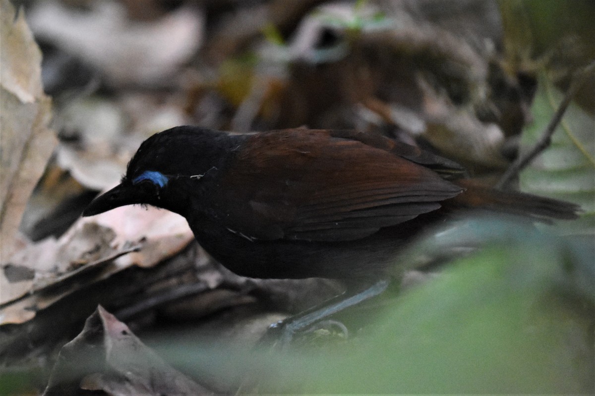 Braunrücken-Ameisenvogel - ML622073293