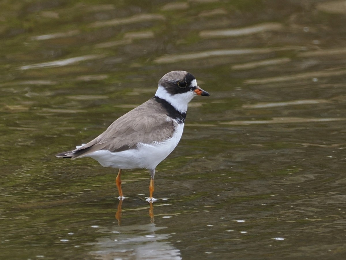 Semipalmated Plover - Robert McNab