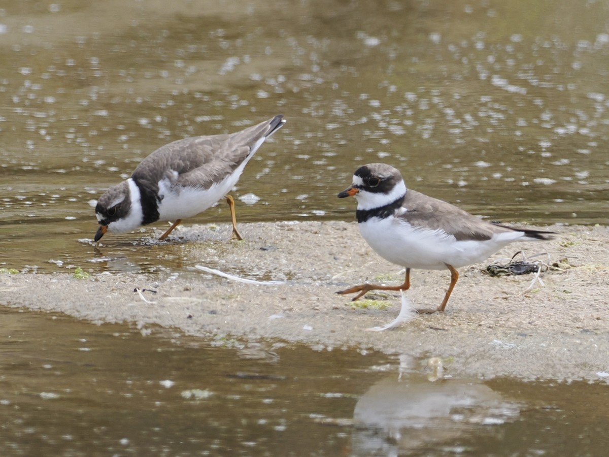 Semipalmated Plover - ML622073310