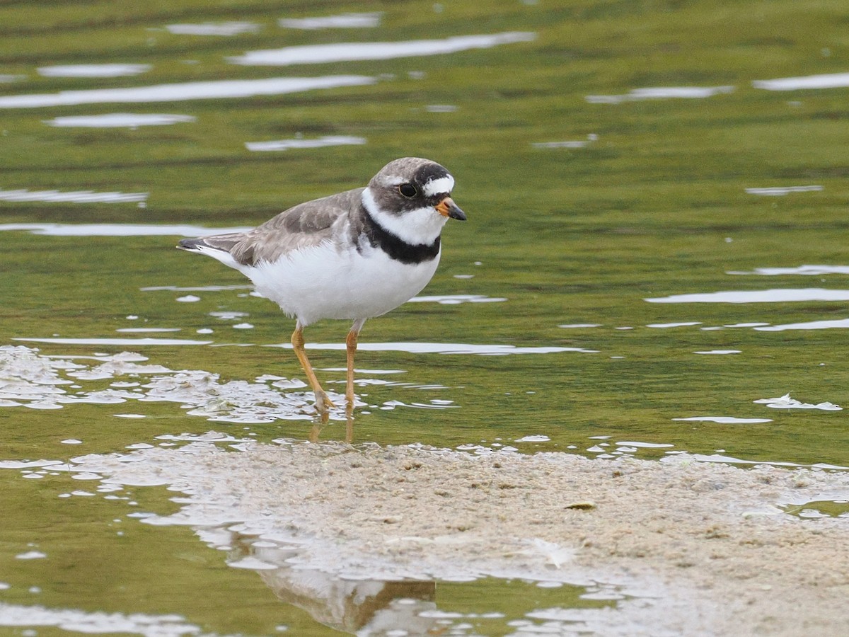 Semipalmated Plover - ML622073311