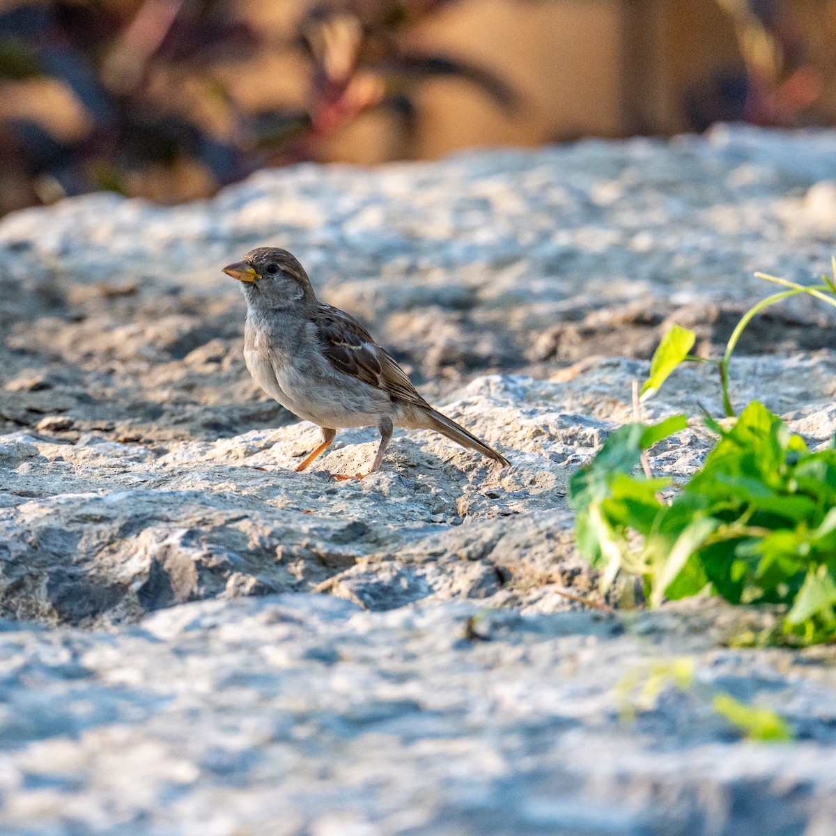 House Sparrow - ML622073316