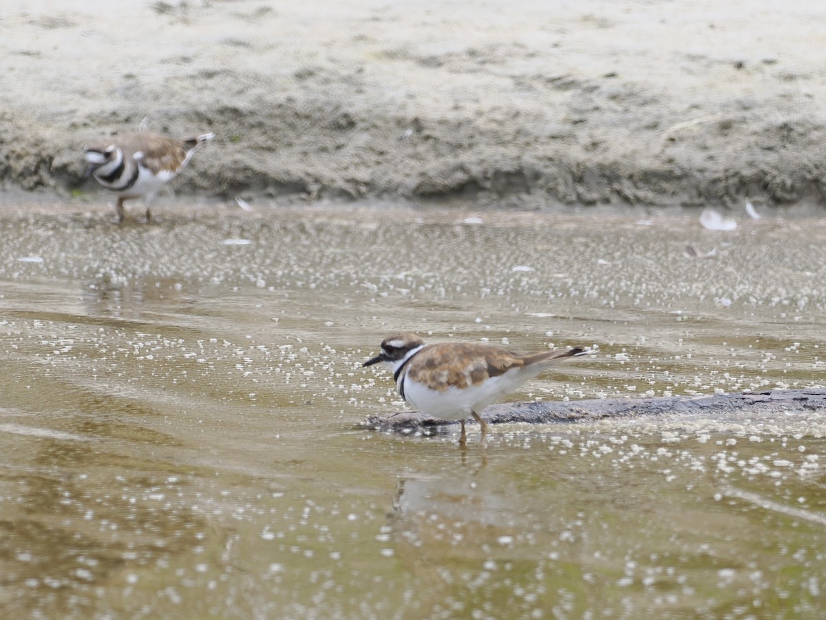 Killdeer - ML622073340