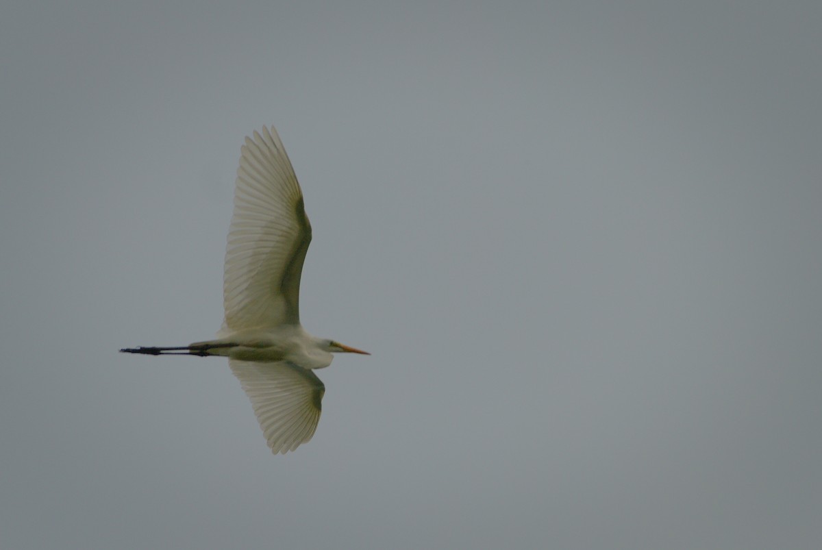 Great Egret - ML622073402