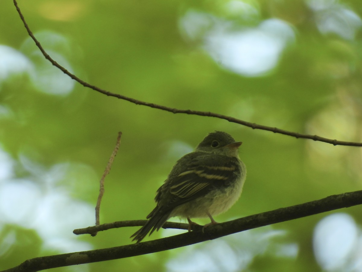 Acadian Flycatcher - ML622073411