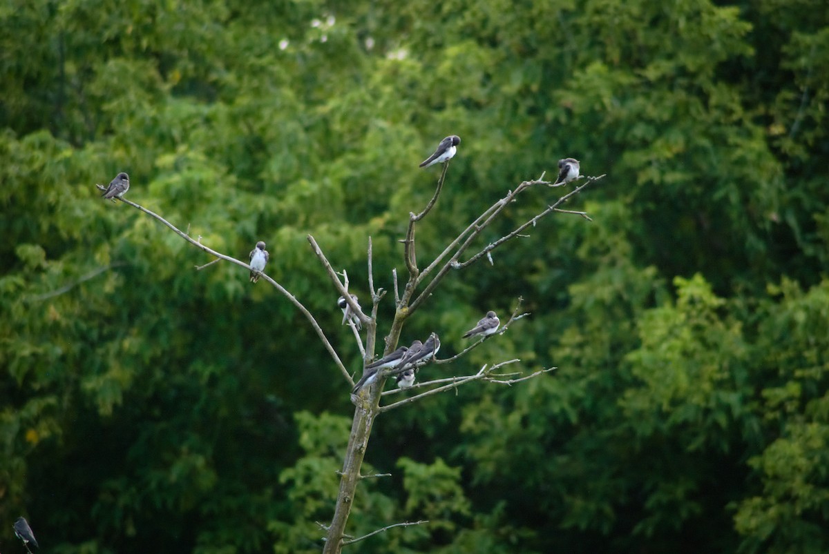 Tree Swallow - ML622073417