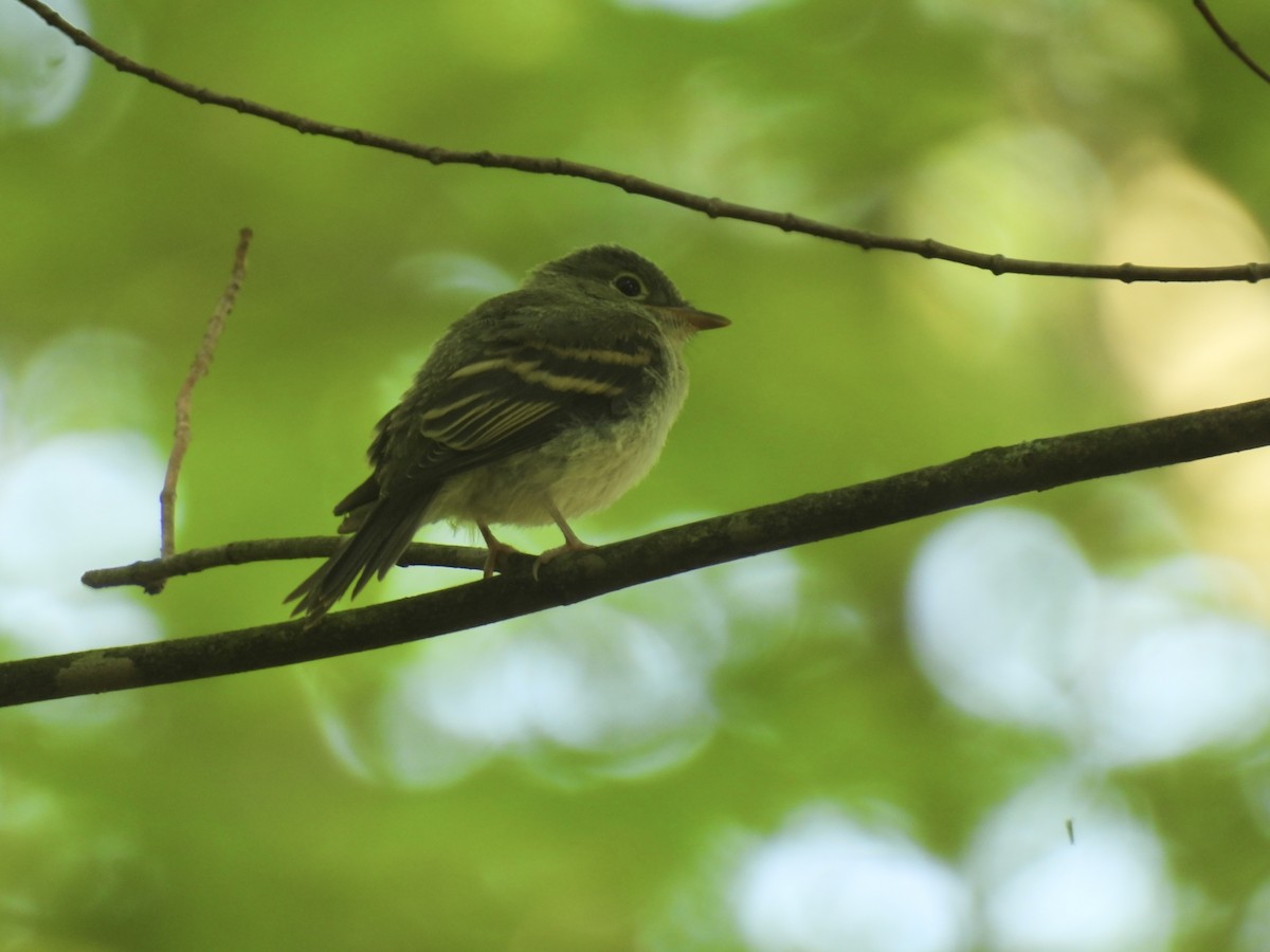 Acadian Flycatcher - ML622073419