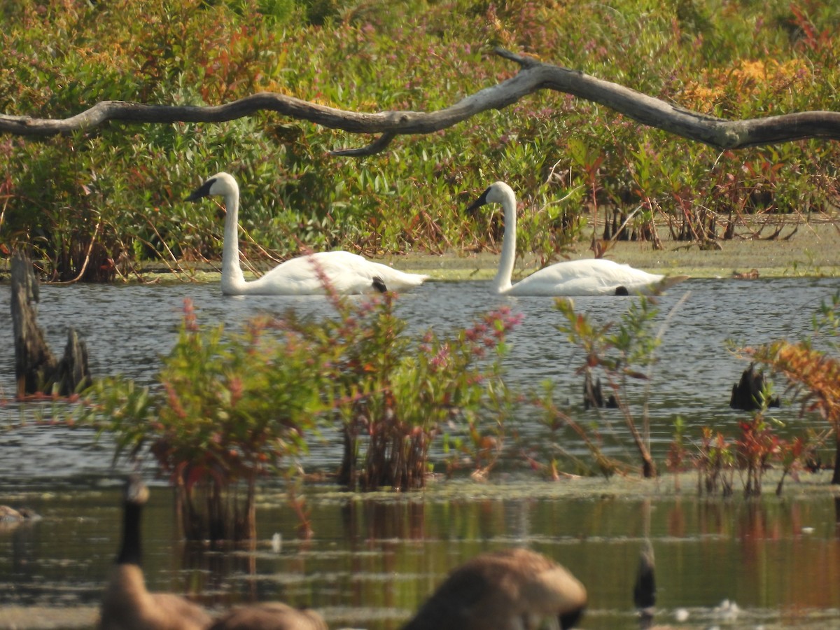 Trumpeter Swan - ML622073424