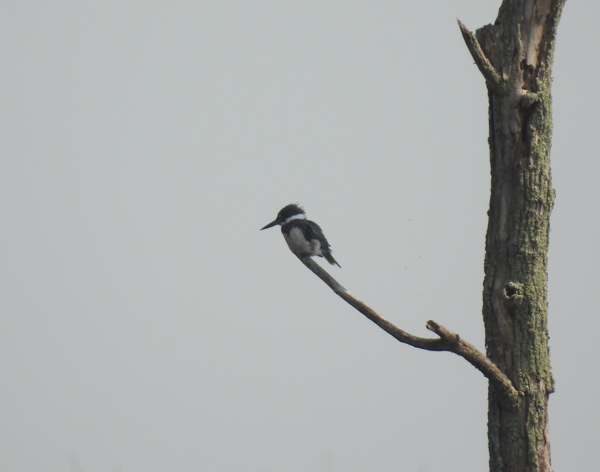 Belted Kingfisher - ML622073436