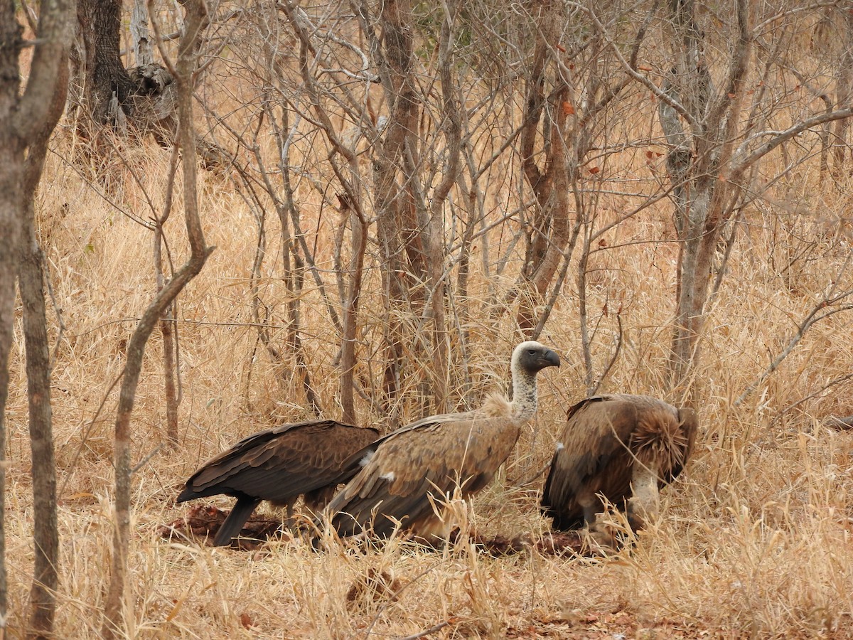 White-backed Vulture - ML622073438