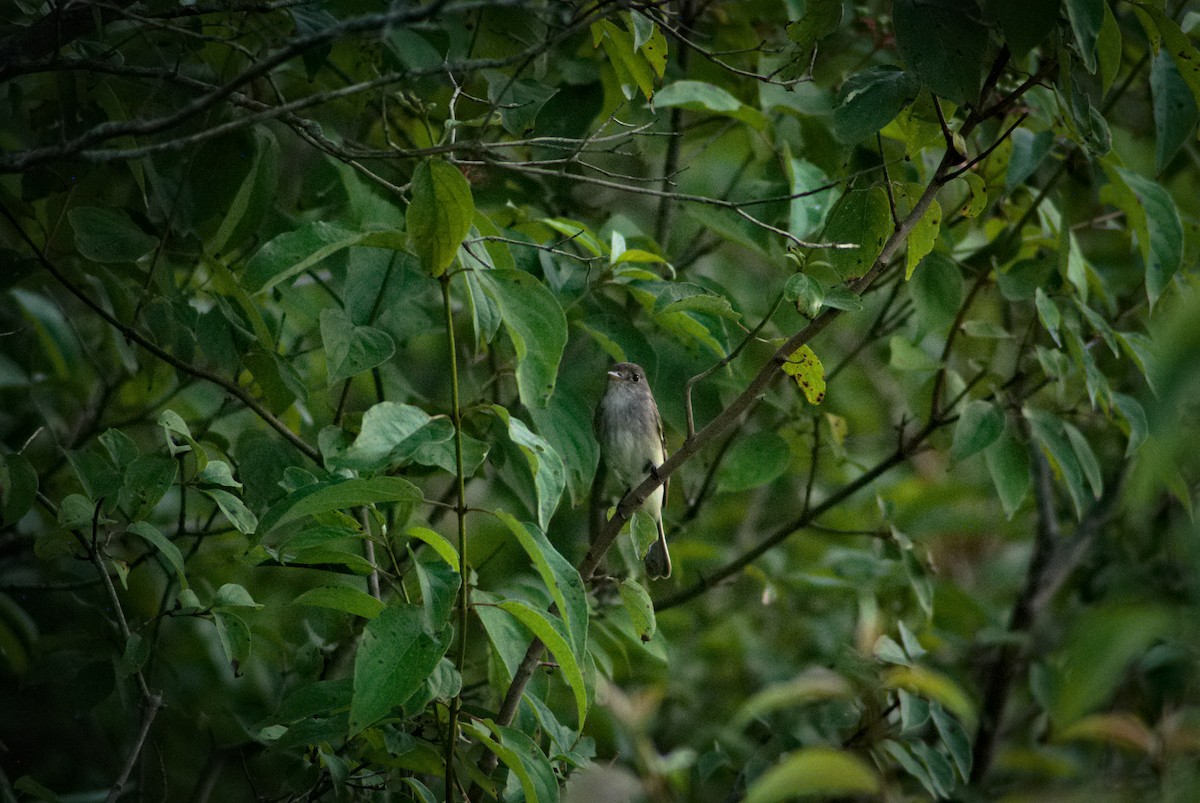 Least Flycatcher - ML622073440