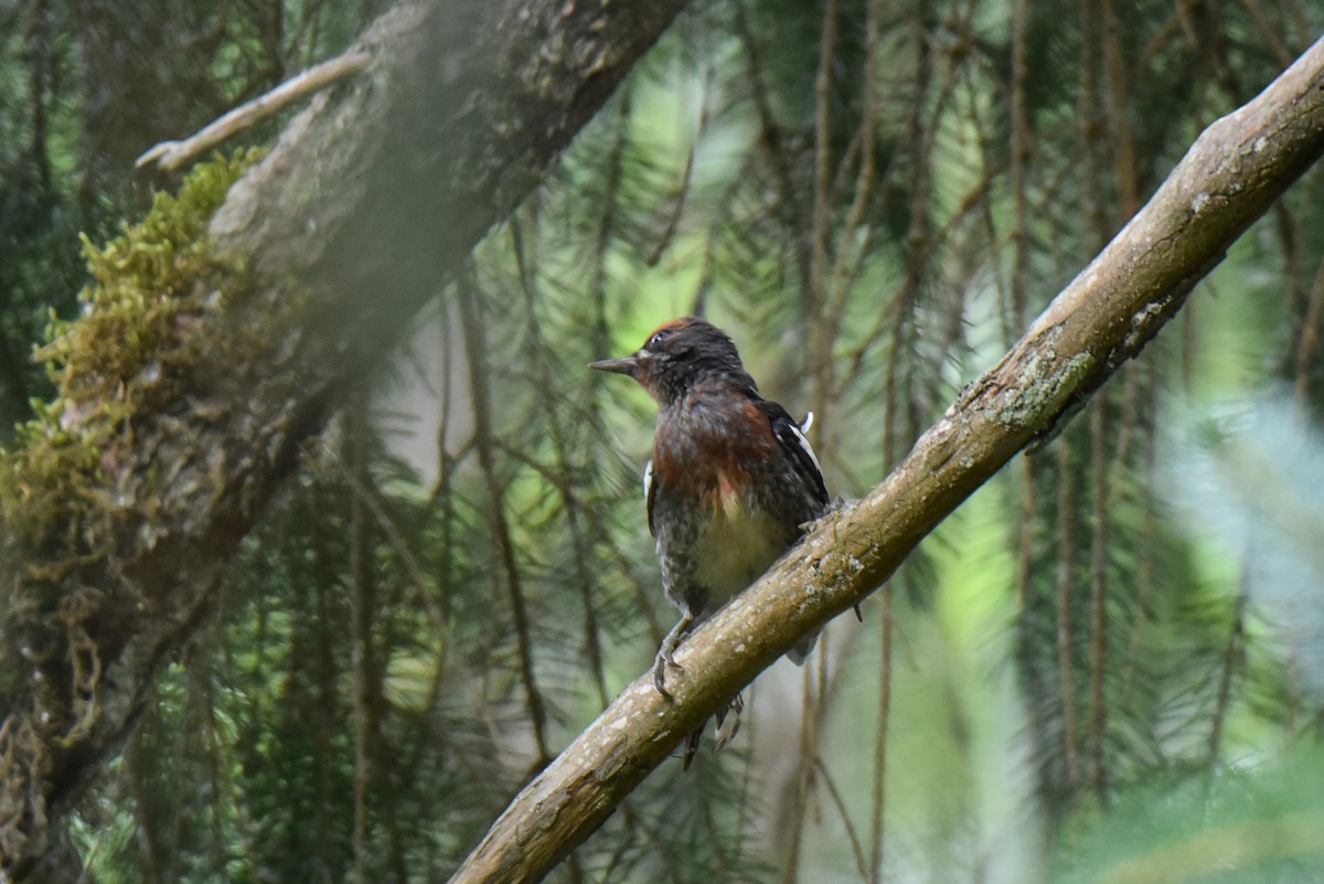 Red-breasted Sapsucker - ML622073488