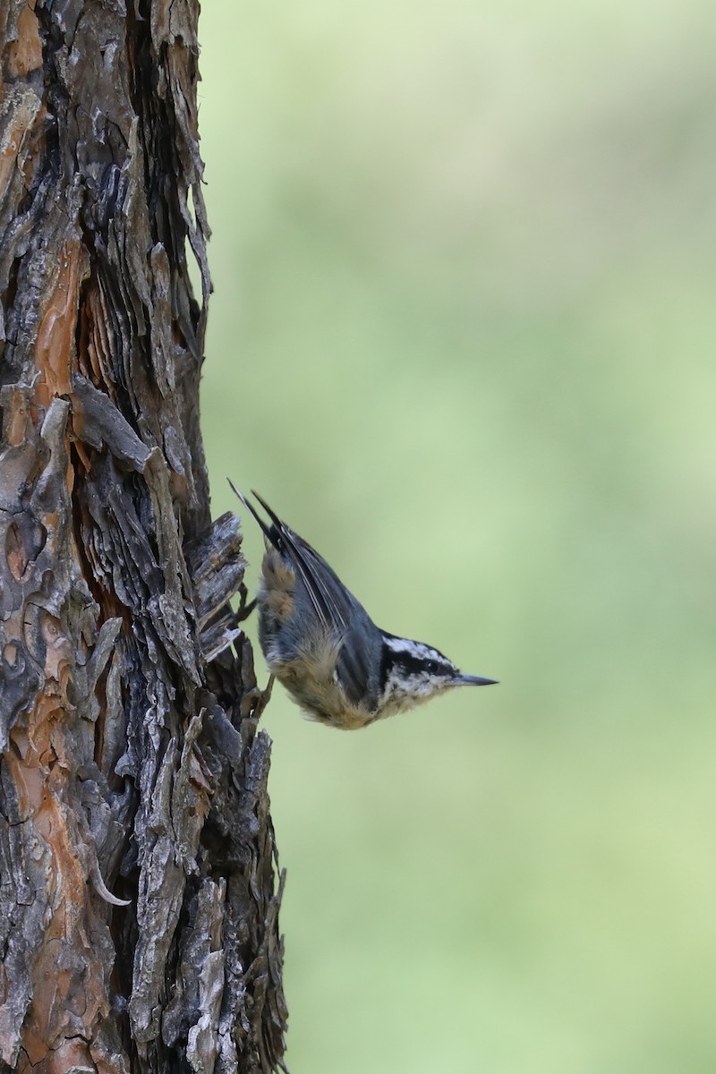 Red-breasted Nuthatch - ML622073509