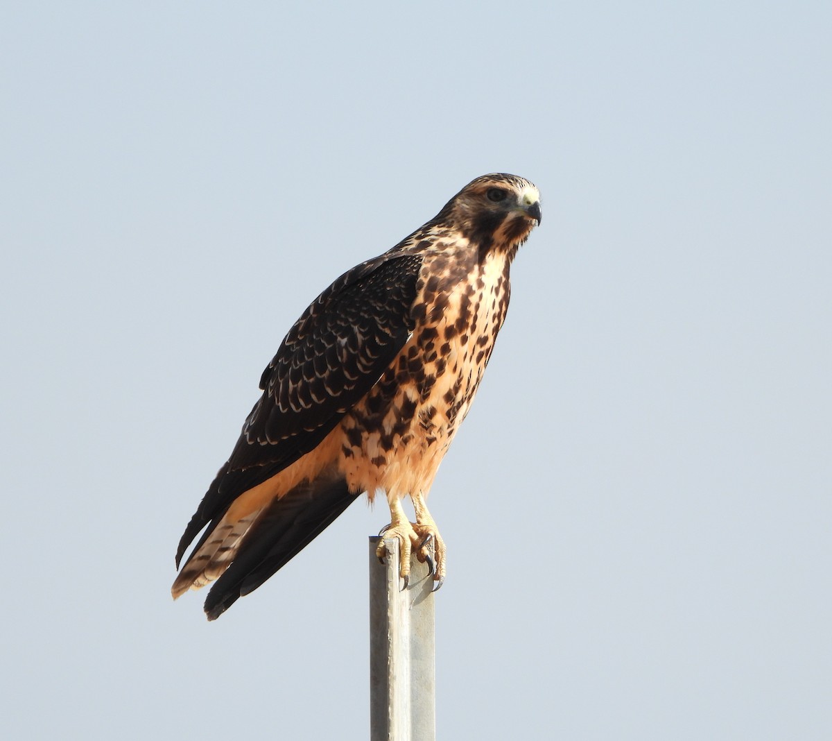 Swainson's Hawk - ML622073555