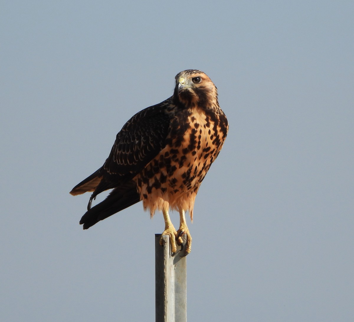 Swainson's Hawk - ML622073560