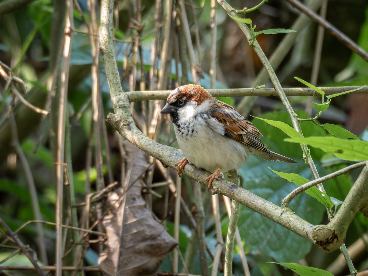 House Sparrow - ML622073564