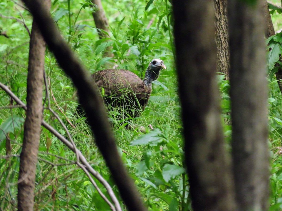 Wild Turkey - ML622073566