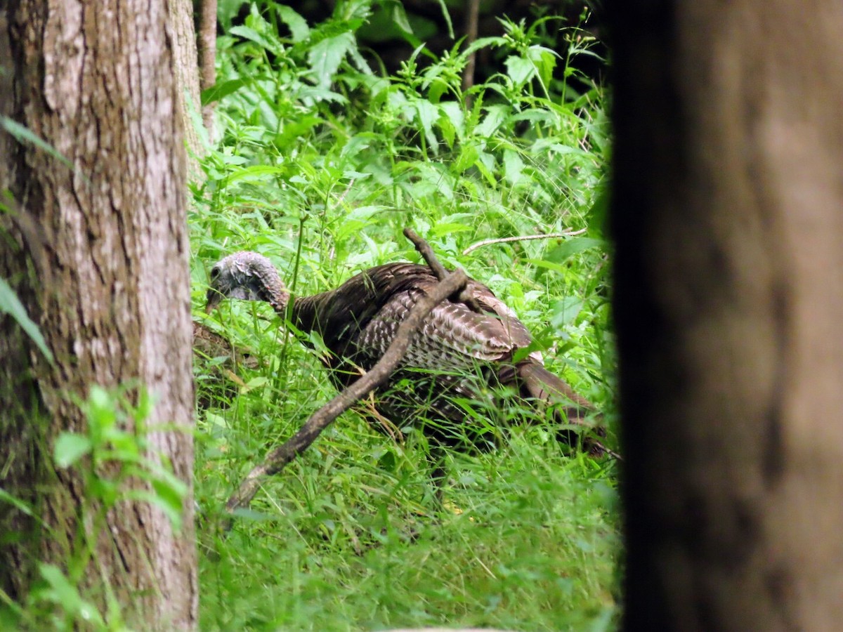 Wild Turkey - ML622073567