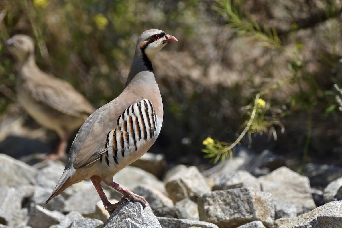 Chukar - ML622073568