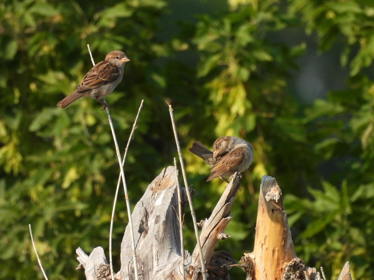 House Sparrow - ML622073600