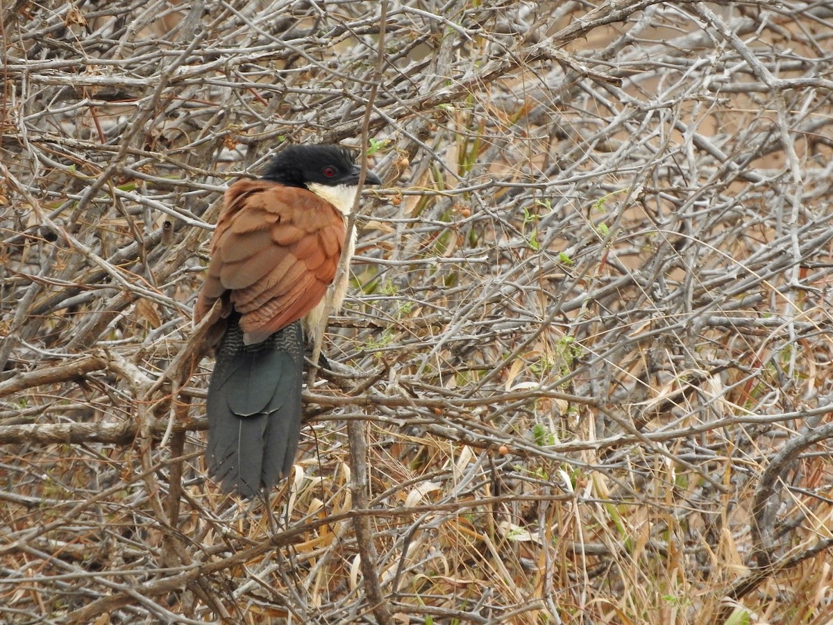 White-browed Coucal (Burchell's) - ML622073617