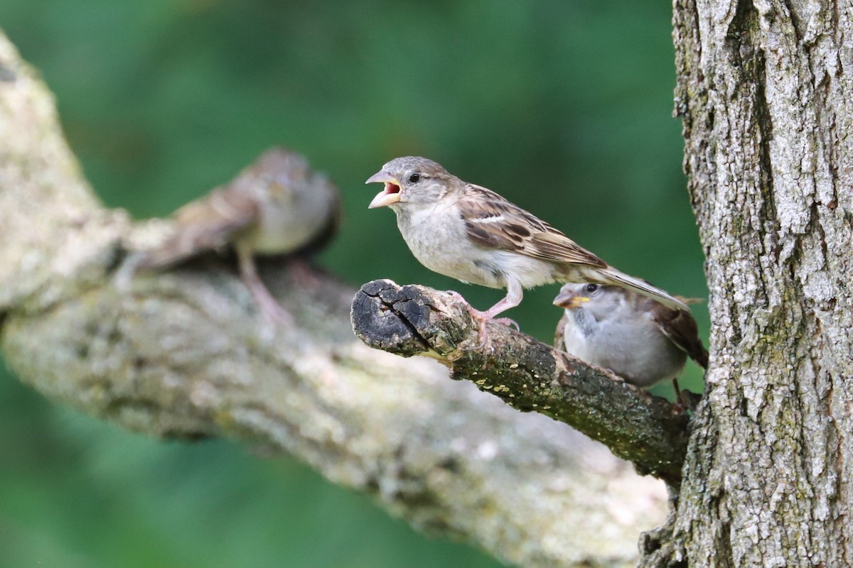 House Sparrow - Debra Rittelmann