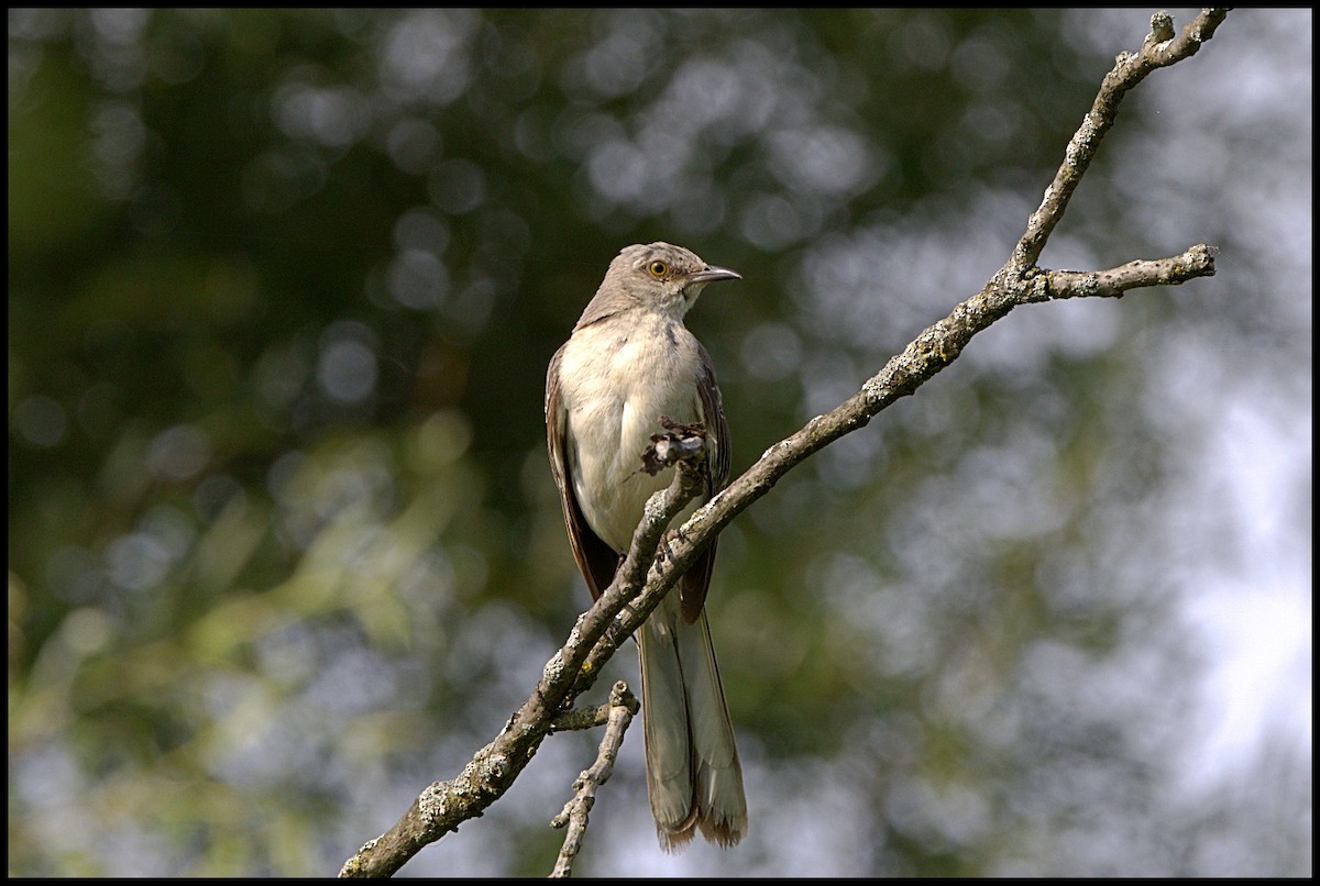 Northern Mockingbird - ML622073686