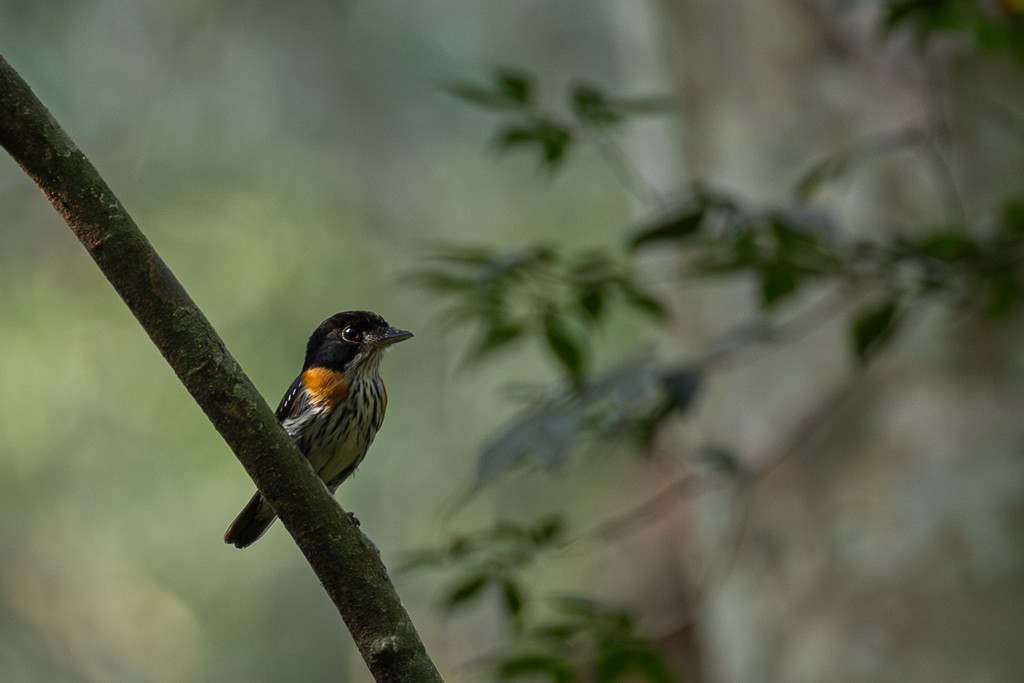 Rufous-sided Broadbill - ML622073830