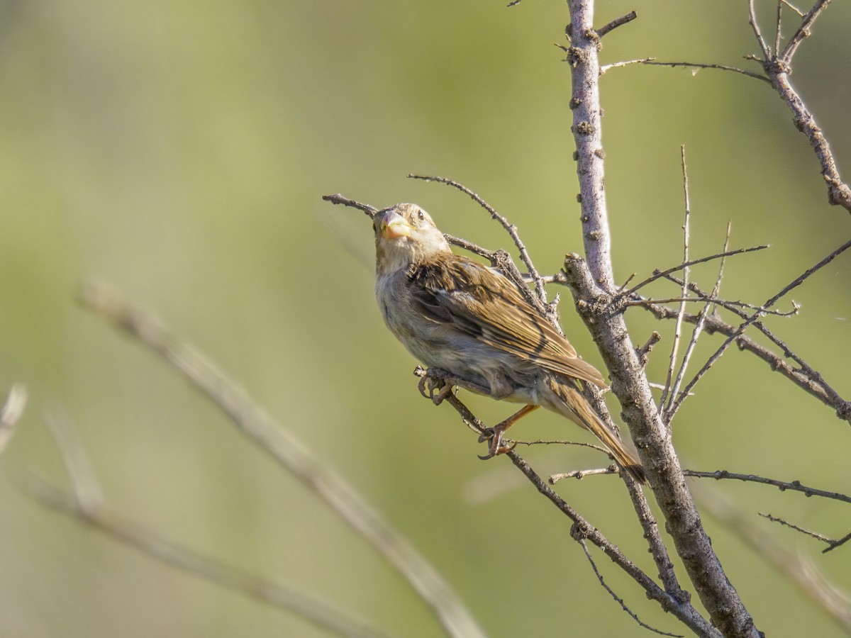 House Sparrow - ML622073922