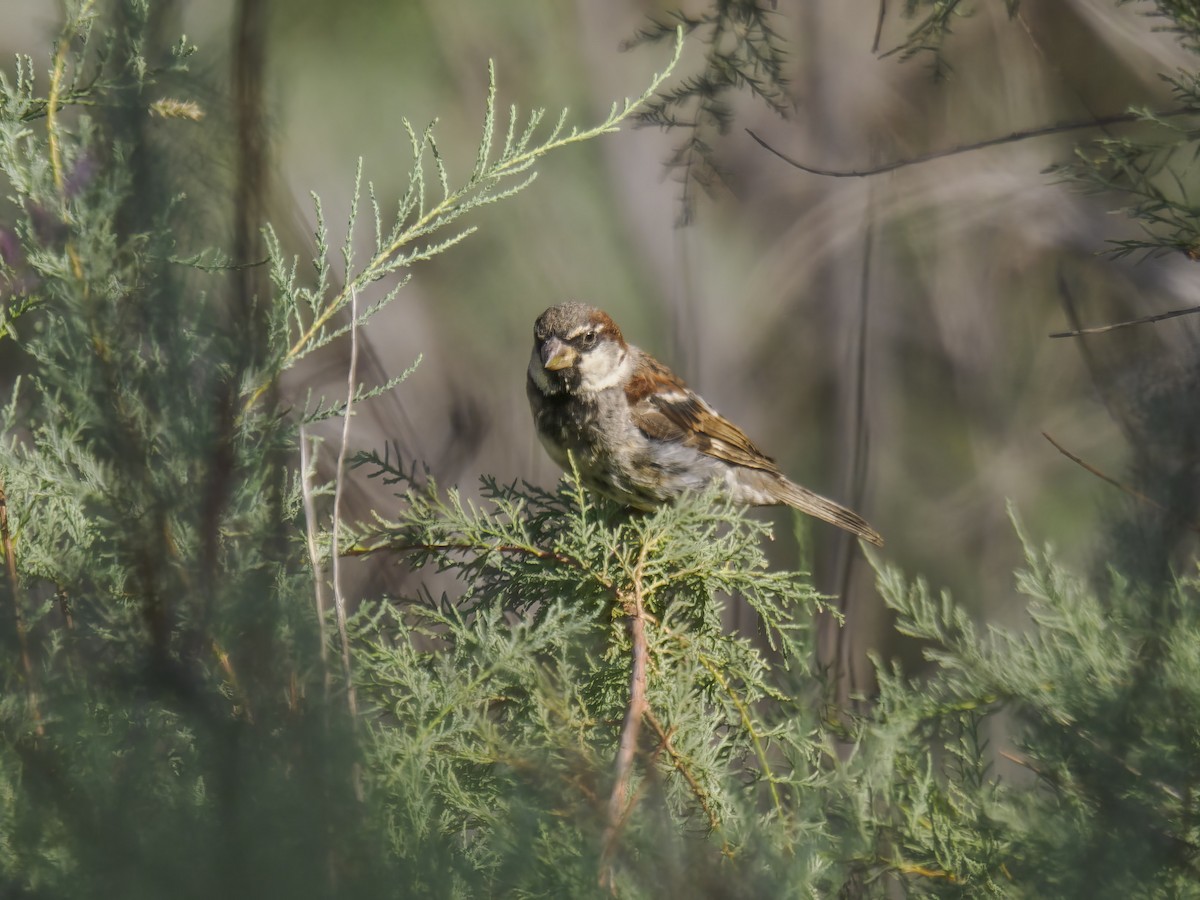 House Sparrow - ML622073923