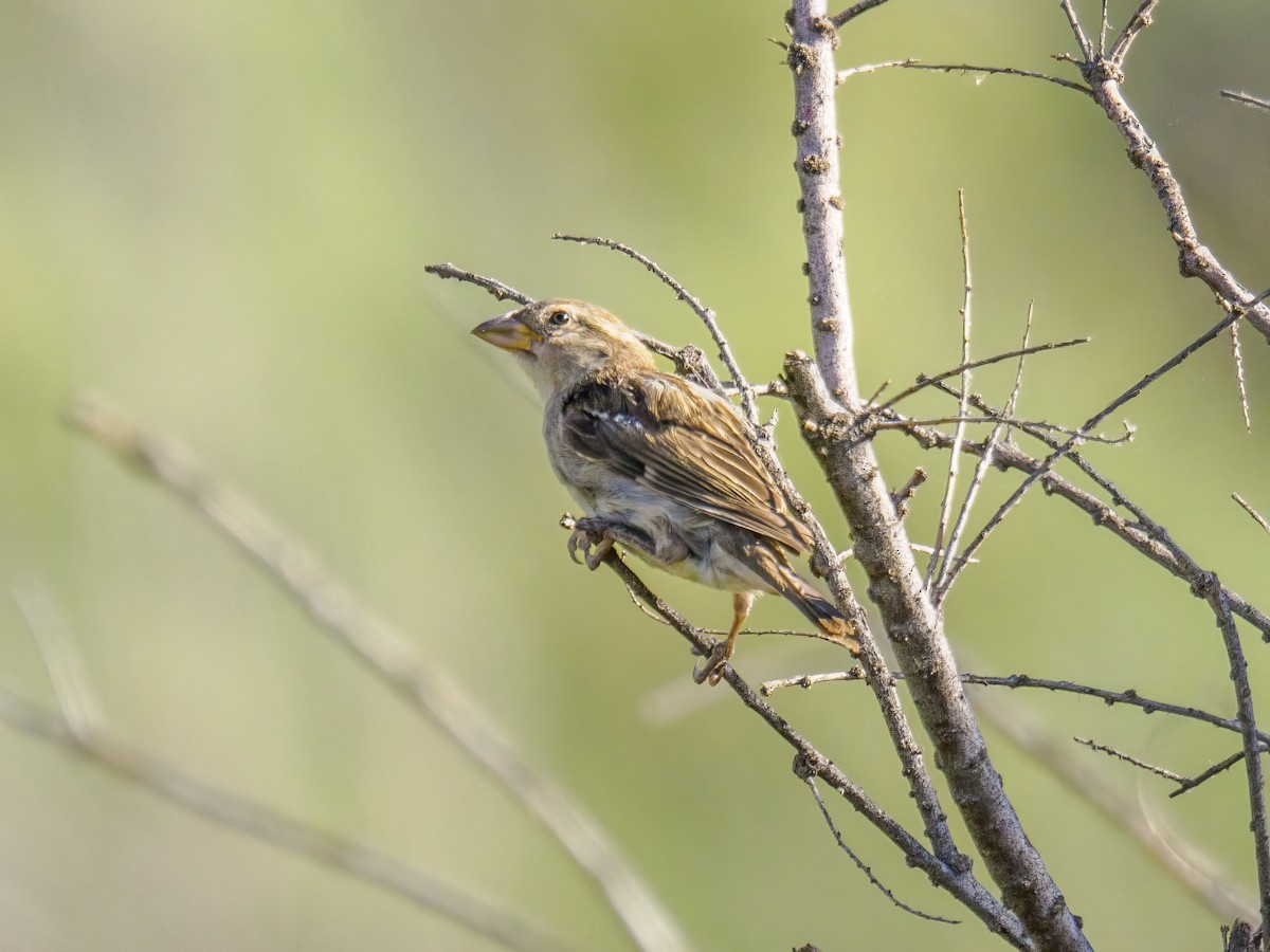 House Sparrow - ML622073924