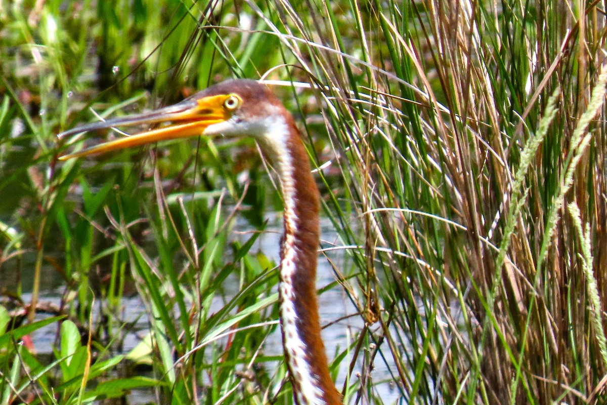 Tricolored Heron - ML622073951