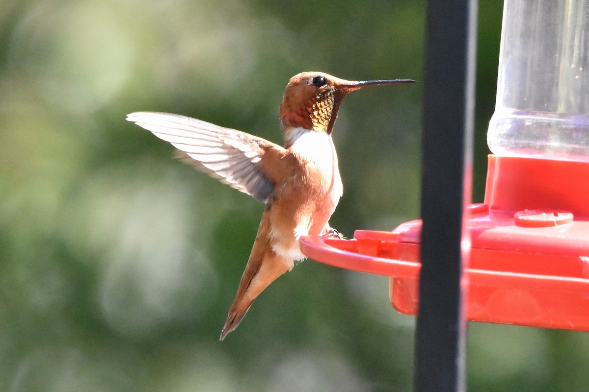 Rufous Hummingbird - Katy Banning