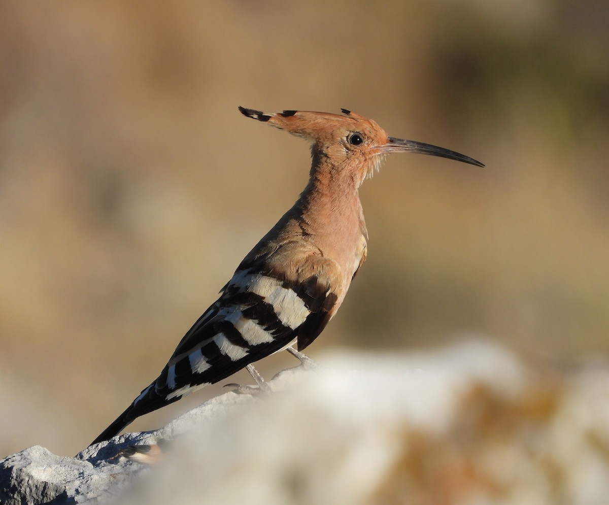 Eurasian Hoopoe - Adam Wilczek