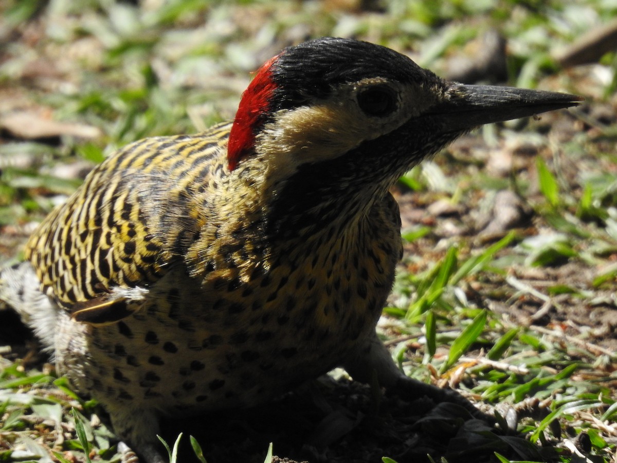 Green-barred Woodpecker - ML622074059