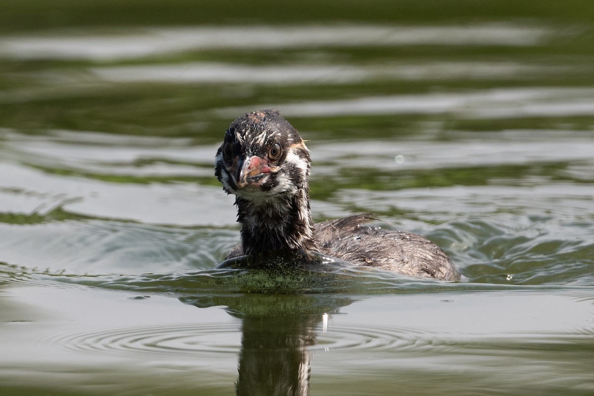 Pied-billed Grebe - Cynthia  Case