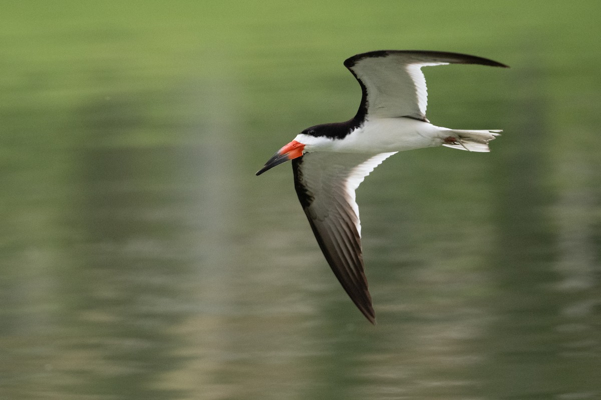 Black Skimmer - ML622074126