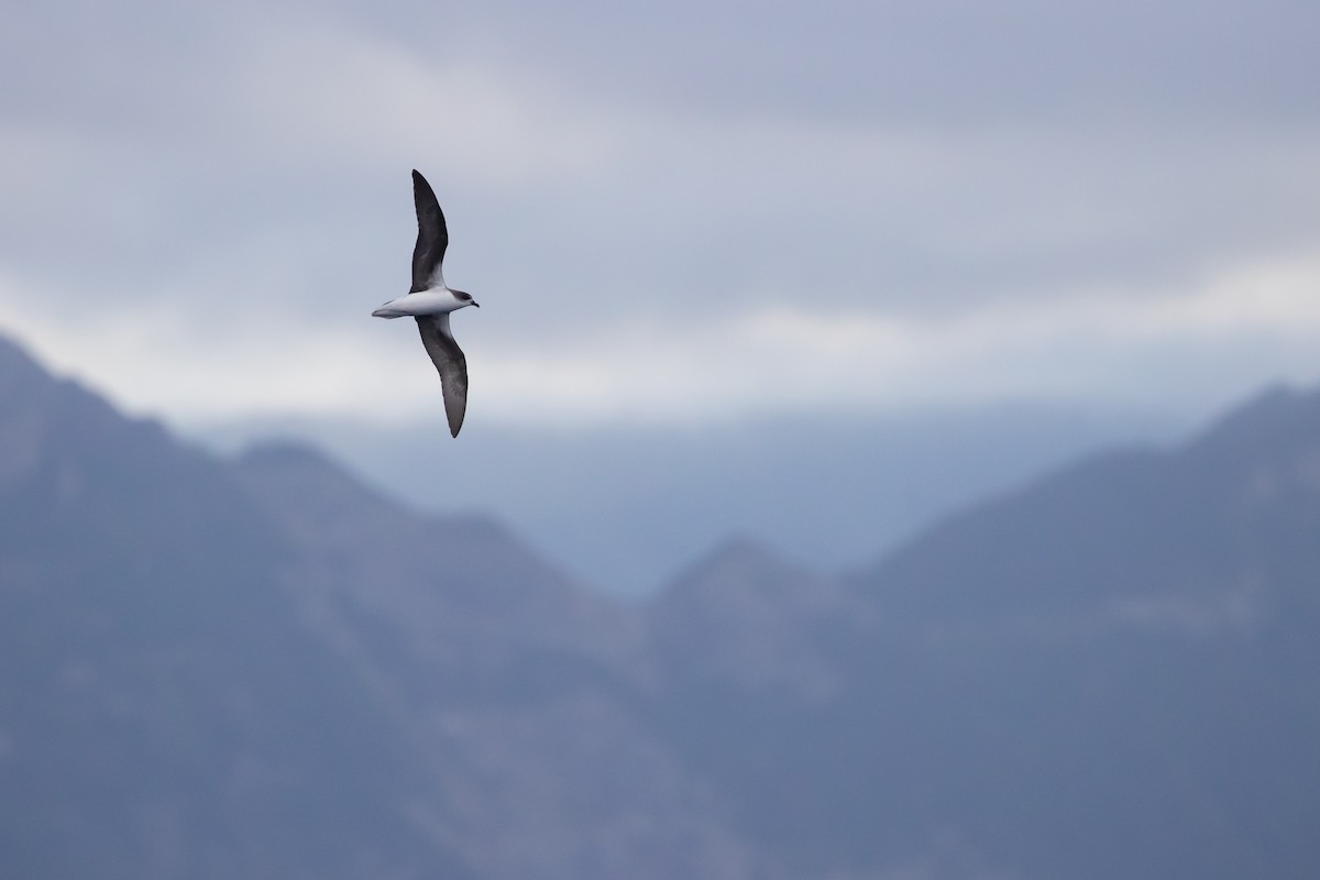 Zino's Petrel - ML622074152