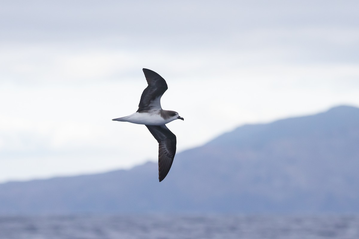 Zino's Petrel - ML622074164