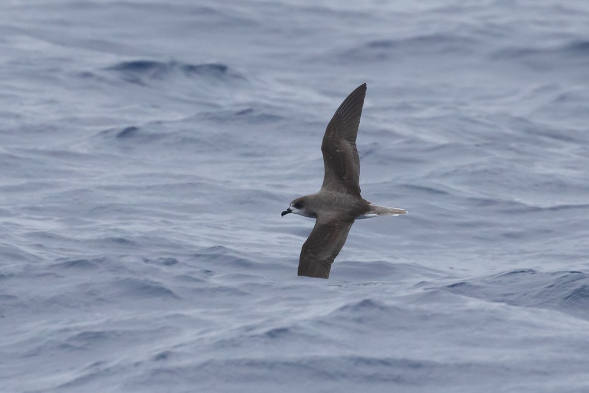 Zino's Petrel - ML622074166