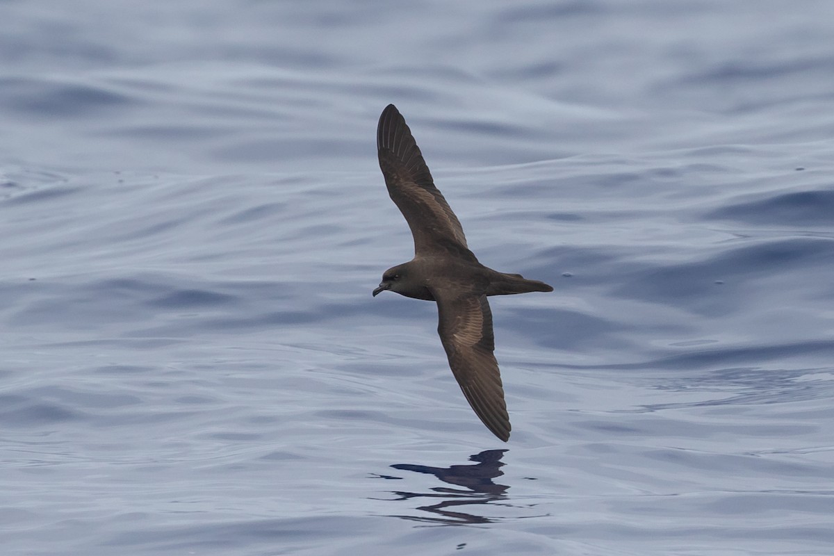 Bulwer's Petrel - ML622074176