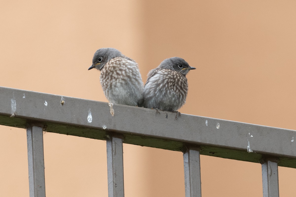 Western Bluebird - Cynthia  Case